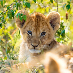 Ravensburger pusle 3x49 tk Metsik loodus