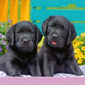 Ravensburger  pusle 300 tk Kutsikad