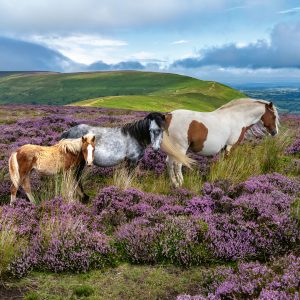 Ravensburger pusle 2000 tk: metsikud hobused aasal