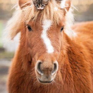 Ravensburger pusle 500 tk: poni ja kass