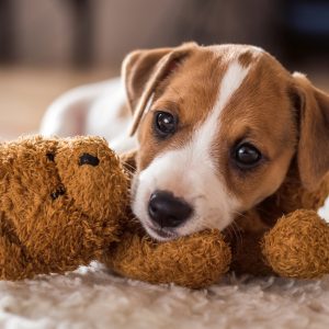 Ravensburger pusle 500 tk: armas kutsikas