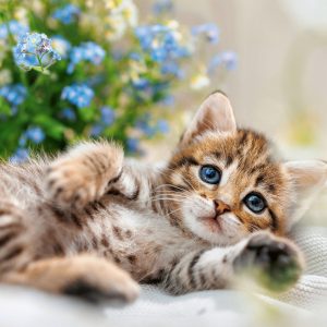 Ravensburger pusle 500 tk: mänguline kassipoeg