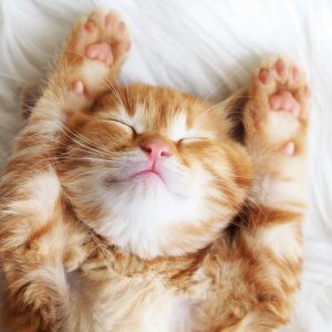 Ravensburger pusle 500 tk: magav kiisu