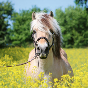 Ravensburger pusle 500 tk Valge hobune