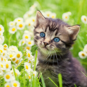 Ravensburger pusle 500 tk: kass aias