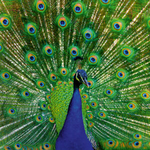 Ravensburger pusle 500 tk Paabulind