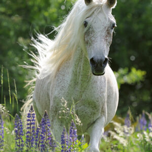 Ravensburger pusle 100 tk Valge hobune