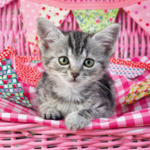 Ravensburger pusle 100 tk Armas kiisu