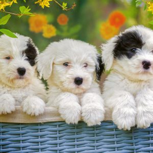 Ravensburger pusle 200 XXL tk Armsad kutsud